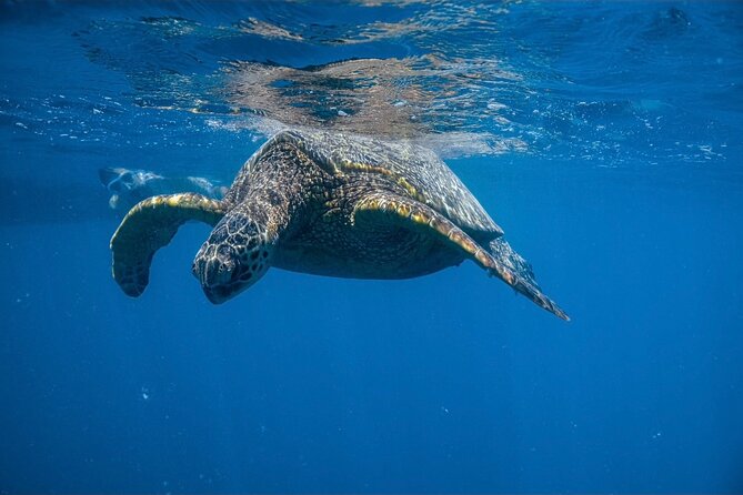 Waikiki Turtle Canyon Snorkel: Turtles Guaranteed - Turtle Canyon: Why This Reef Delivers the Turtle Moment
