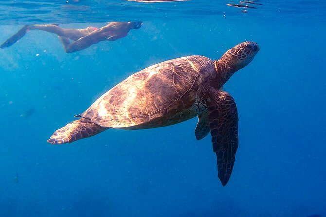 Waikiki Turtle Canyon Snorkel: Turtles Guaranteed - Cruise Past Diamond Head: Why the Scenery Is Part of the Point
