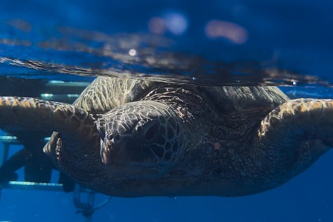 Waikiki Turtle Canyon Snorkel: Turtles Guaranteed - The Best Wildlife Targets: Turtles First, Then the Surprise Extras