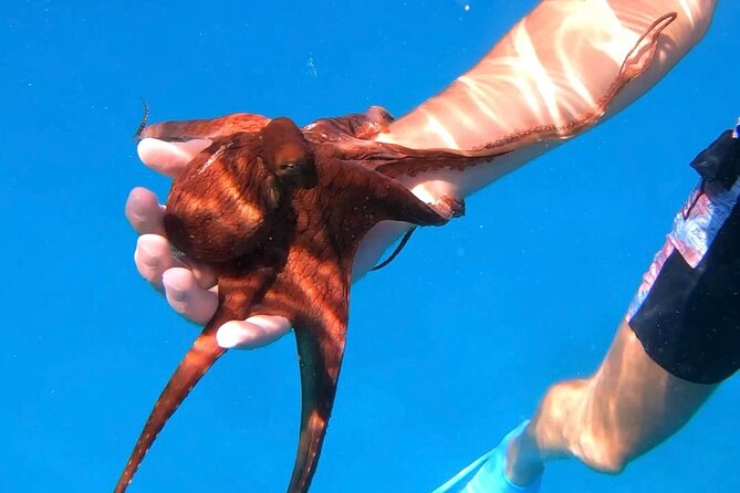 Waikiki Turtle Canyon Snorkel: Turtles Guaranteed - Gear, Drinks, and the Small Extras That Change the Day