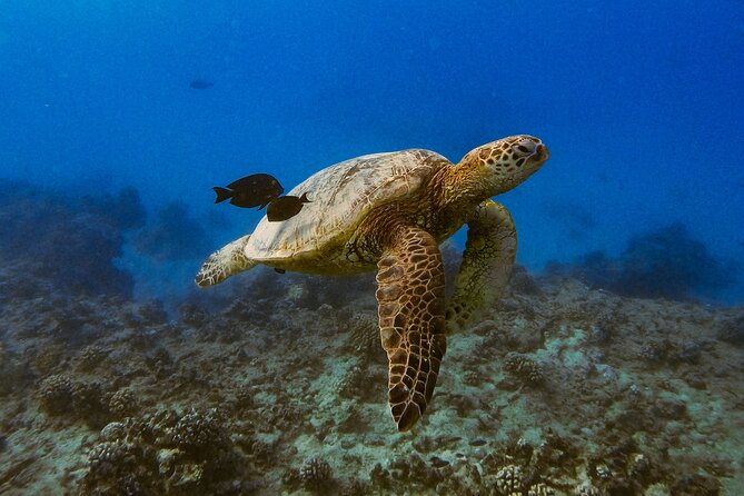 Waikiki Turtle Canyon Snorkel: Turtles Guaranteed - Who This Tour Fits Best (And Who Might Skip It)