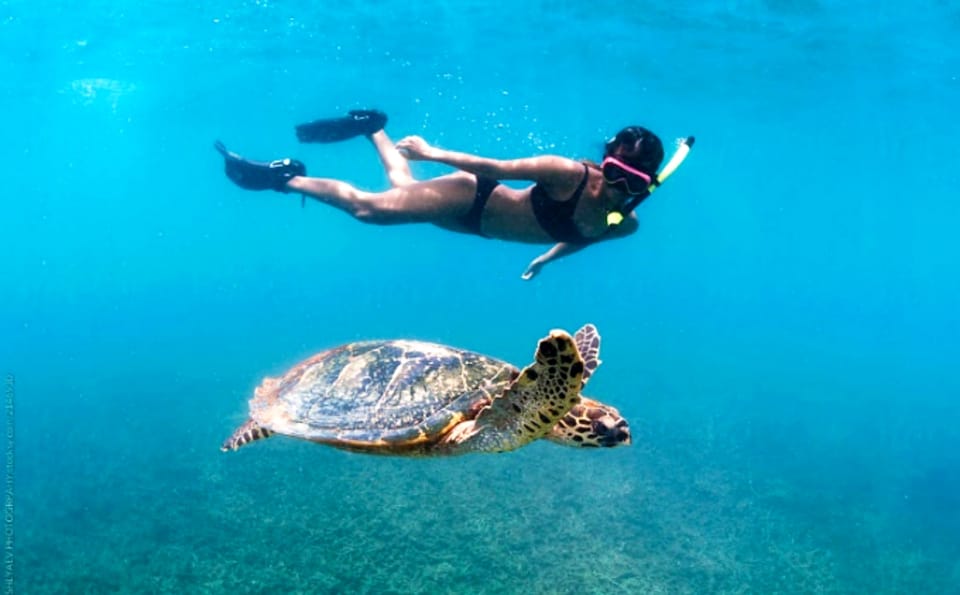 Waikiki: Turtle Snorkeling Cruise with 20ft Jumping Platform - Key Points You’ll Care About