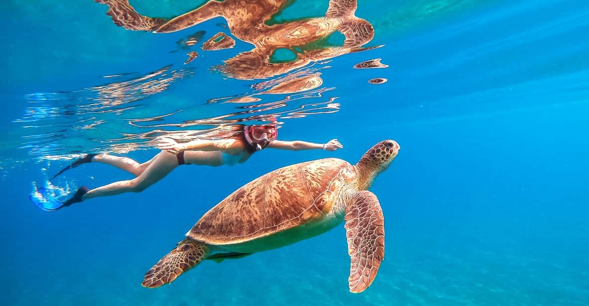 Waikiki: Turtle Snorkeling Cruise with 20ft Jumping Platform - Price and Value: Is $89 a Good Deal in Waikiki?