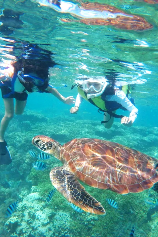 Waikiki: Turtle Snorkeling Cruise with 20ft Jumping Platform - What to Bring (So You Don’t Waste Vacation Time)