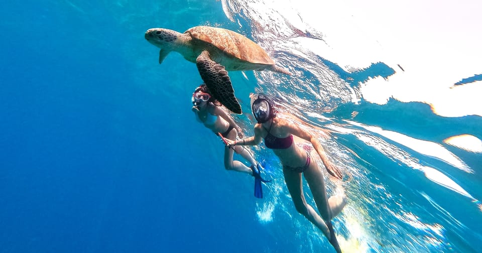 Waikiki: Turtle Snorkeling Cruise with 20ft Jumping Platform - A Quick Booking Call: Should You Book This Turtle Cruise?