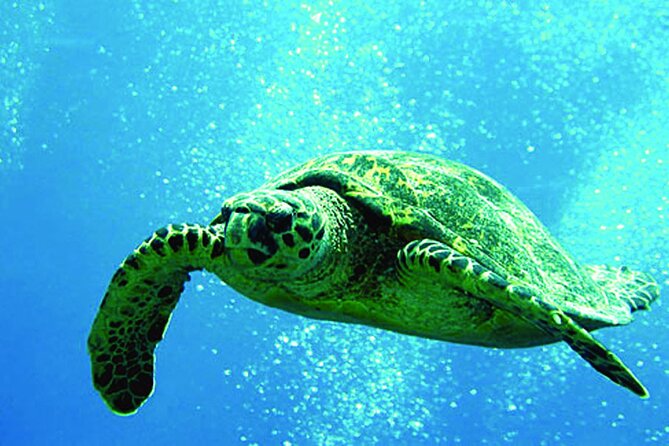 West Oahu Afternoon Turtle Snorkel Sail - Key things to know before you go