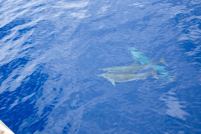 West Oahu Afternoon Turtle Snorkel Sail - Wildlife odds: turtles first, spinner dolphins often