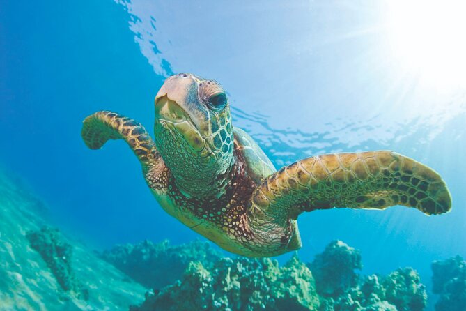 West Oahu Dolphin Watch and Snorkel Sail with Lunch - Key highlights worth caring about