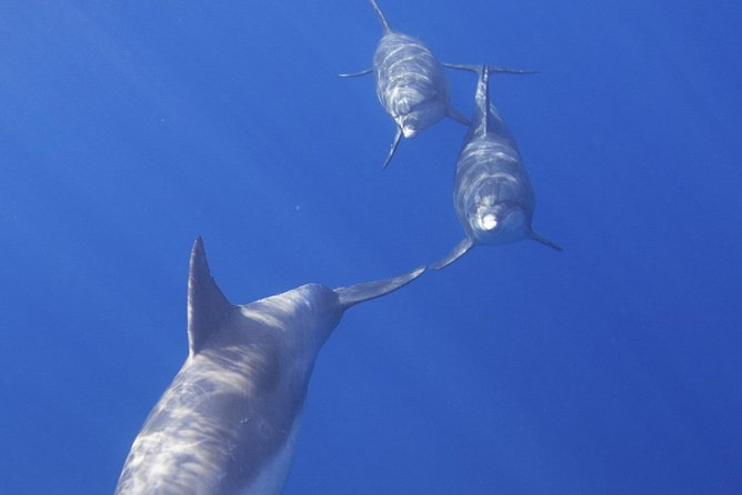 West Oahu Dolphin Watch and Snorkel Sail with Lunch - The Dolphin SMART angle: why responsible viewing actually improves your trip