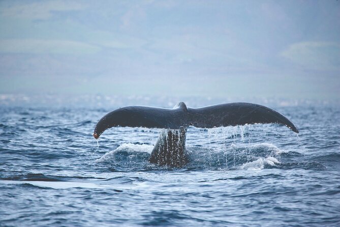 West Oahu Dolphin Watch and Snorkel Sail with Lunch - Snorkeling: what you do in calm water (and what you should bring mentally)