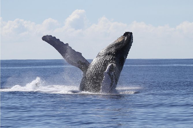 Whale Watch Cruise Aboard The Majestic - The boat experience: three decks, real sightlines, and a smooth feel