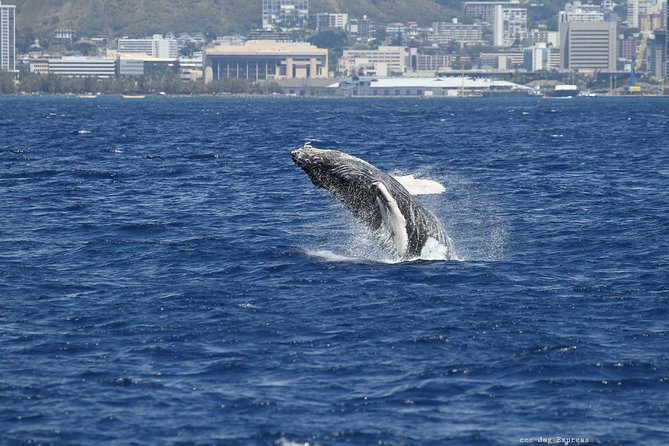 Whale Watch Cruise Aboard The Majestic - Naturalist narration in English: spotting gets easier fast