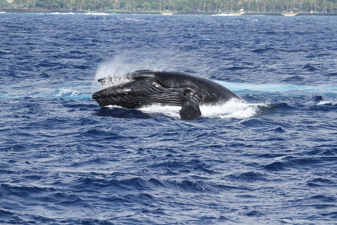 Whale Watch Cruise Aboard The Majestic - Marine life extras and the onboard vibe (music, food, and photos)