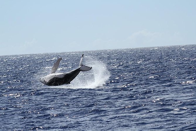 Whale Watch Cruise Aboard The Majestic - Value check: is $85.09 worth it?