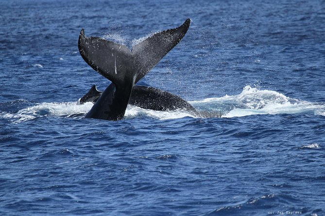 Whale Watch Cruise Aboard The Majestic - Who this cruise fits best (and who should think twice)