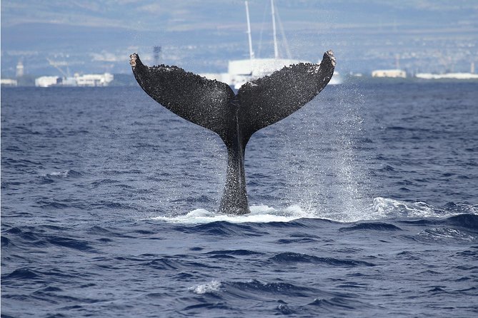 Whale Watch Cruise Aboard The Majestic - The itinerary: Diamond Head, Waikiki, and why the skyline stops matter